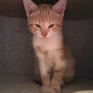 Marigold - purr baby