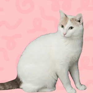 Moxie
