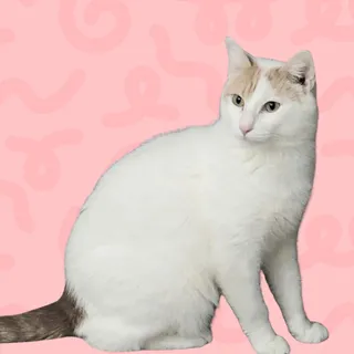 Moxie