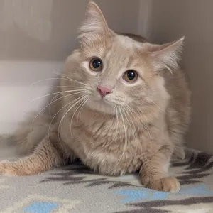 Fabio