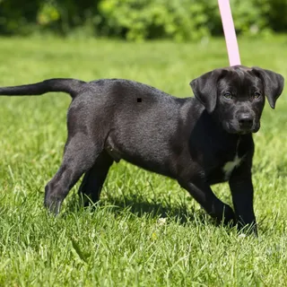 Titan