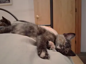 Katy