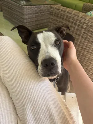 Millie