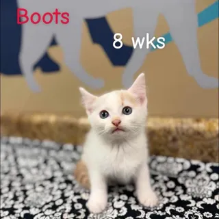 Boots in Manchester, MD