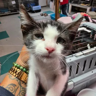Pip