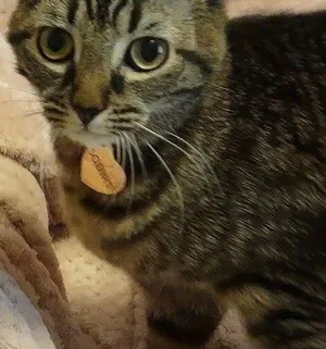 Squirt