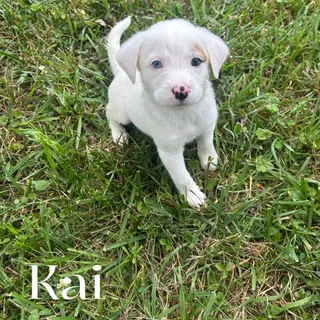 Kai