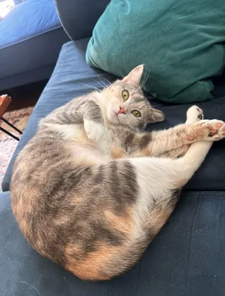 Sugar