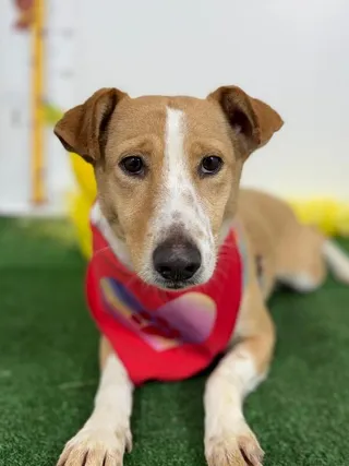 Hermione-One of our Amazing Rescue Dogs