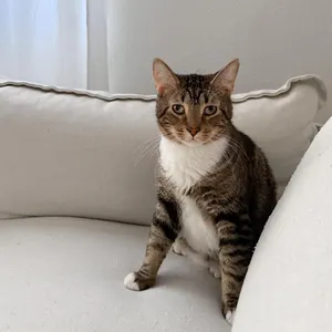 Butterbean, Cerebellar Hypoplasia