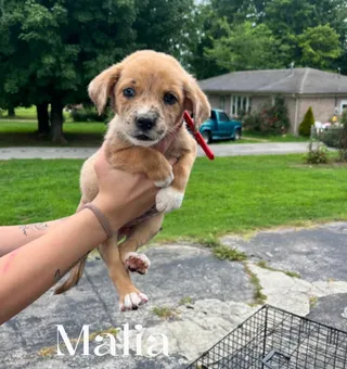 Malia