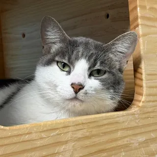 Mirabel