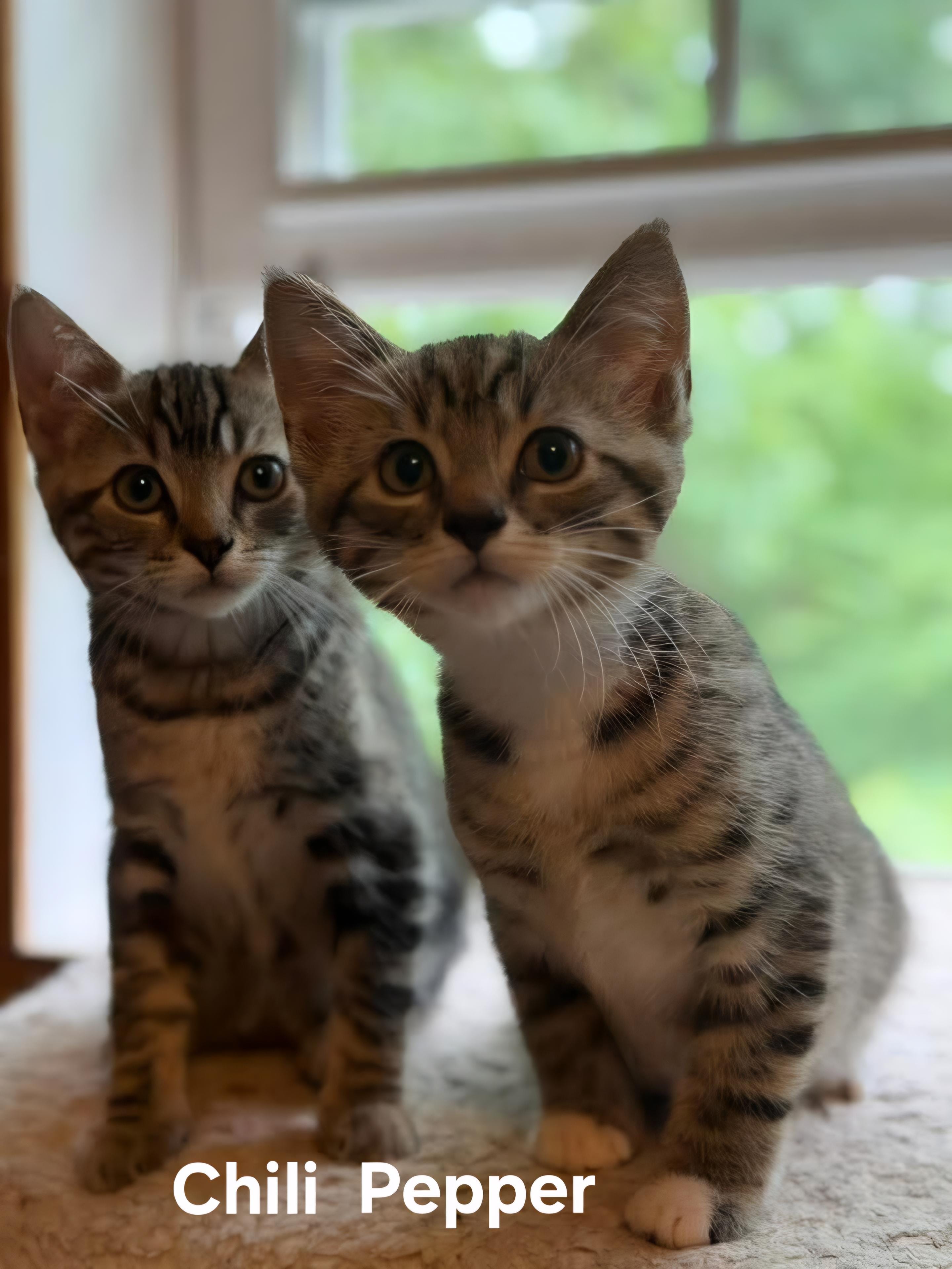 Chili (F) & Pepper (M)