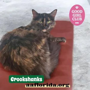 Crookshanks