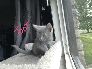 Toot