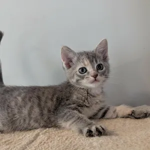 Baby Bel