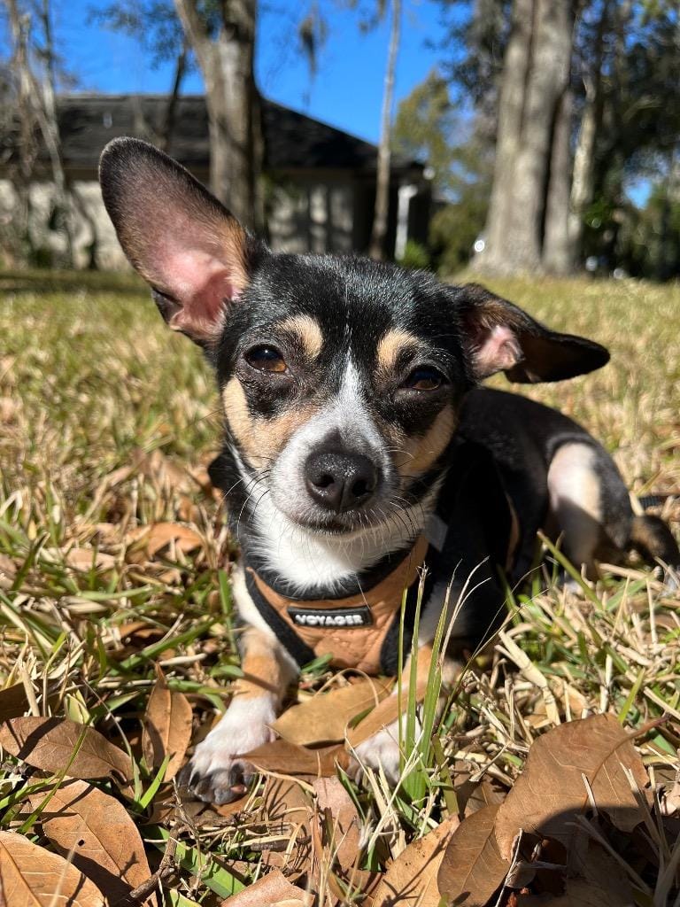 Lil Lady