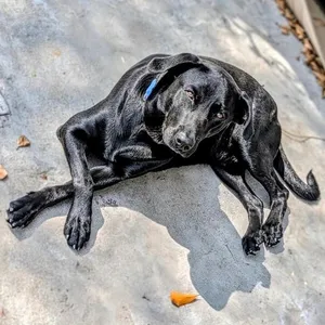 Maverick Beau The Loving Lab