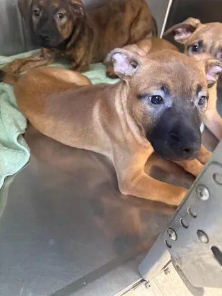 BABY BOP