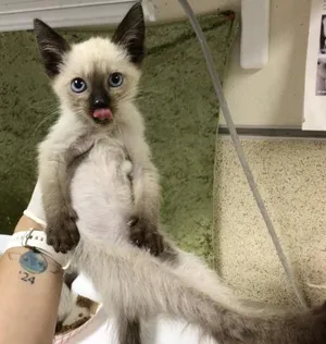 TOM