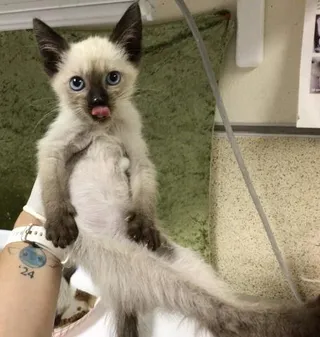 TOM