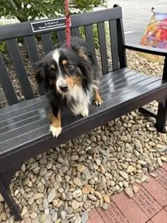 Bandit
