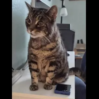 Tig