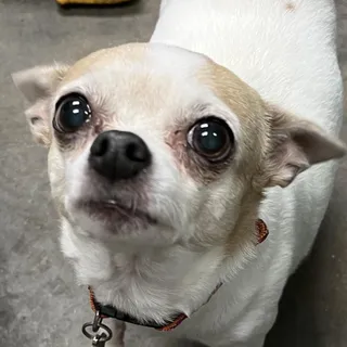 Chia