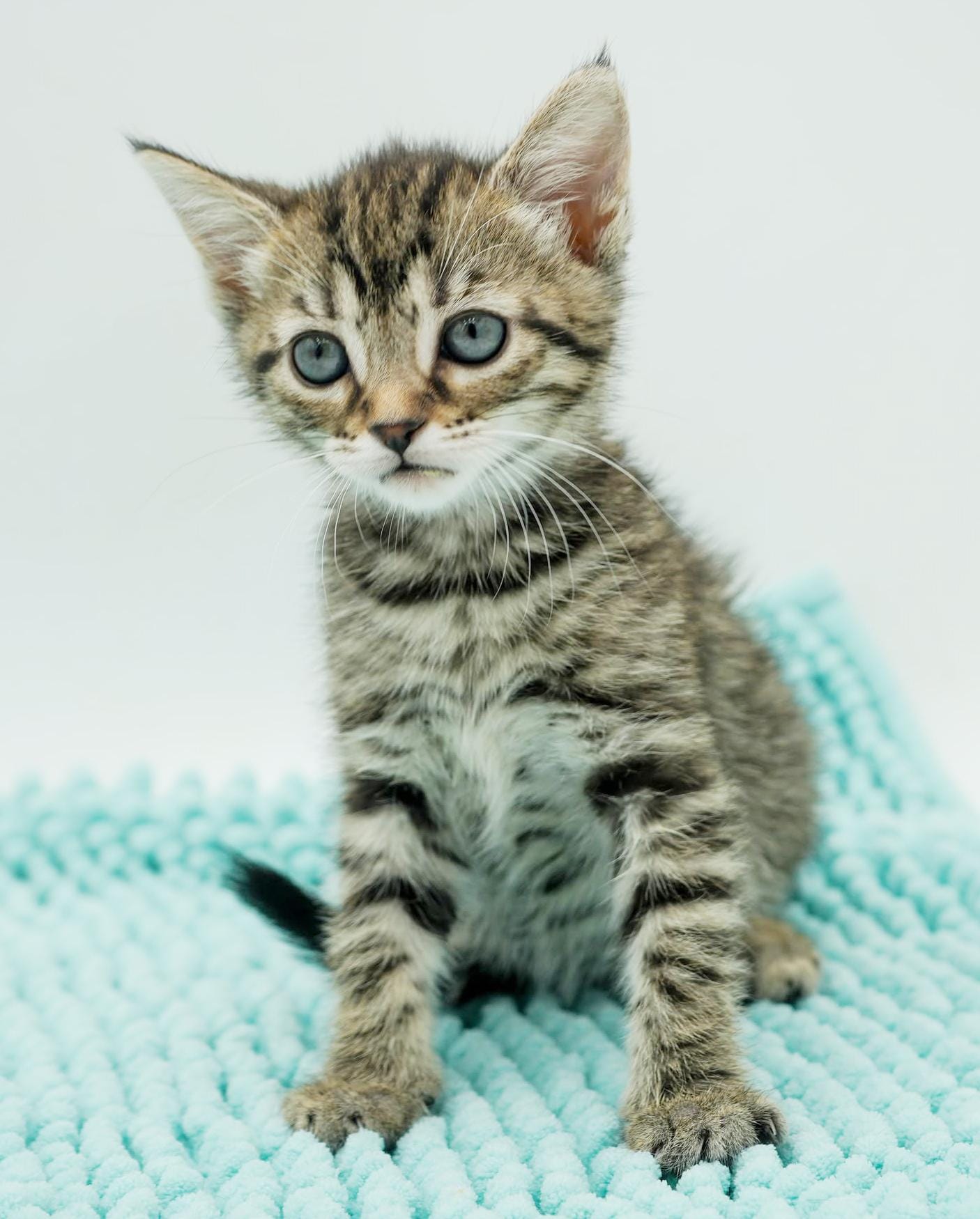 Luna is a TEENY tiny lil' lover