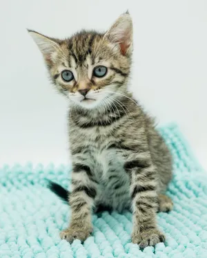 Luna is a TEENY tiny lil' lover