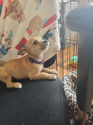 girl puppy