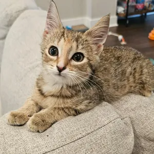 Cara