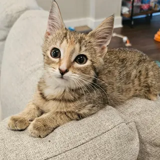 Cara