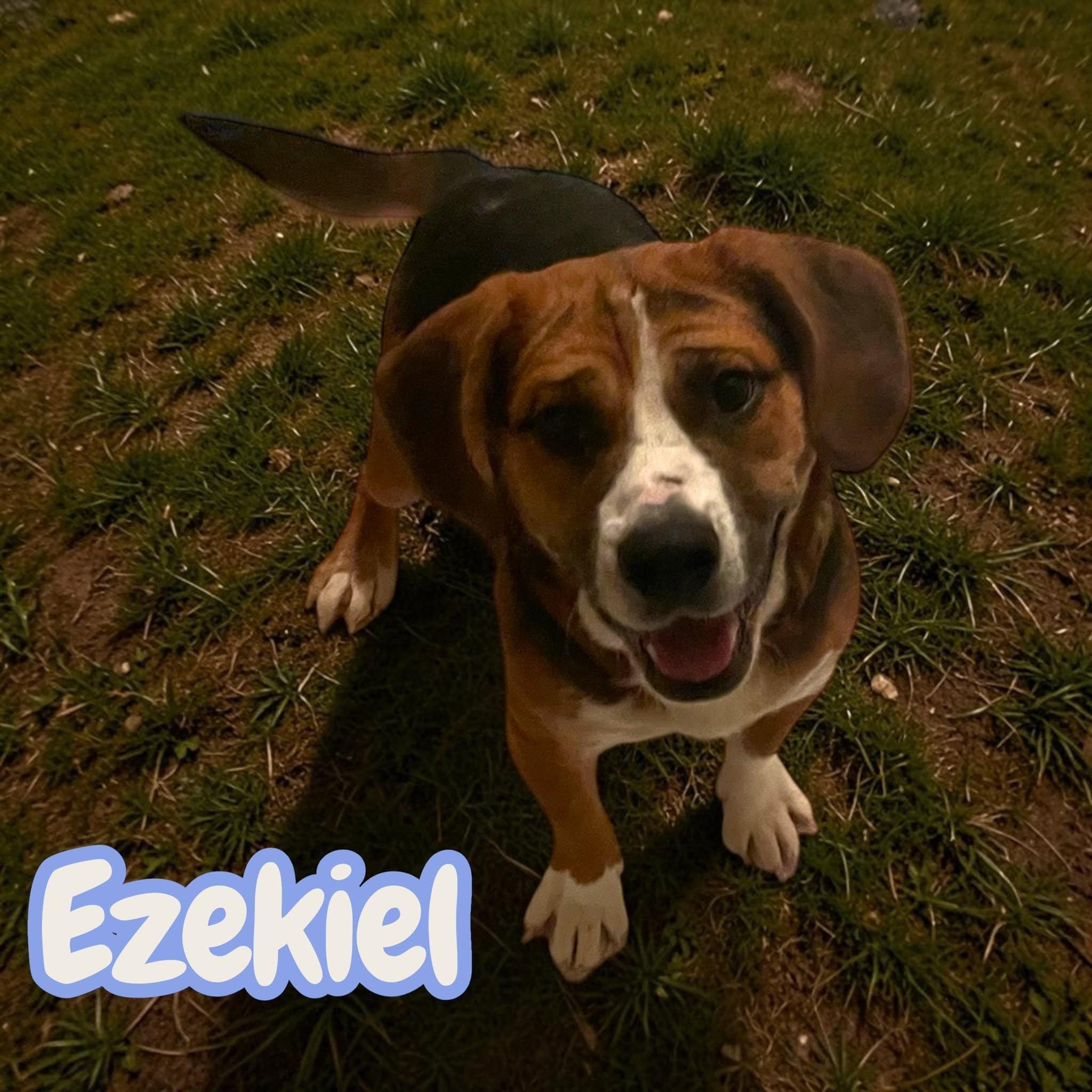 Ezekiel - 30lbs of laughs - dog/cat/kid friendly - house/crate/leash trained