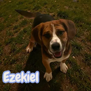 Ezekiel - 30lbs of laughs - dog/cat/kid friendly - house/crate/leash trained