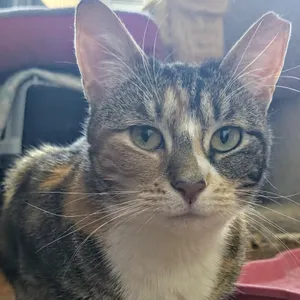 Cali Cat