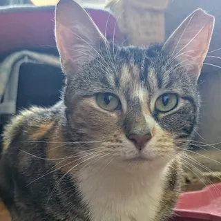 Cali Cat