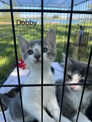 Dobby