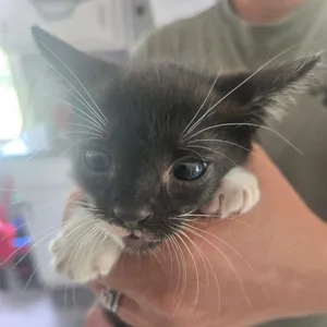 Cosmo