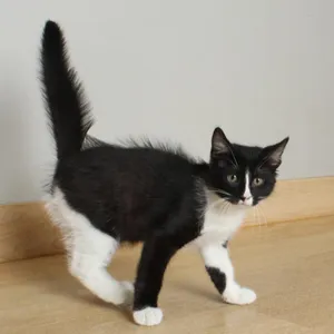 Ellie C69730