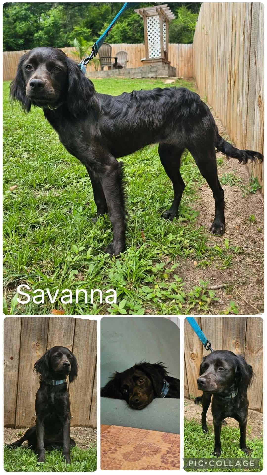 Savanna