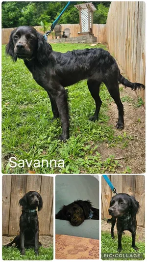Savanna