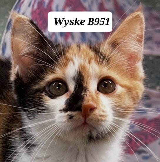 Wyske