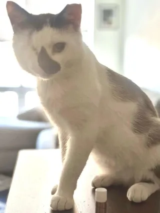 Cafecito