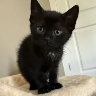 Maggie
