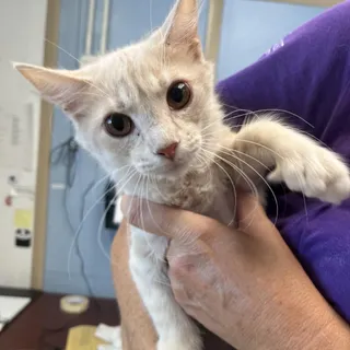 Peaches
