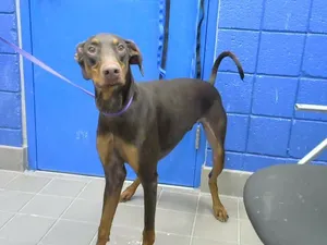 DOBBY
