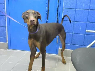 DOBBY