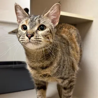 Willow
