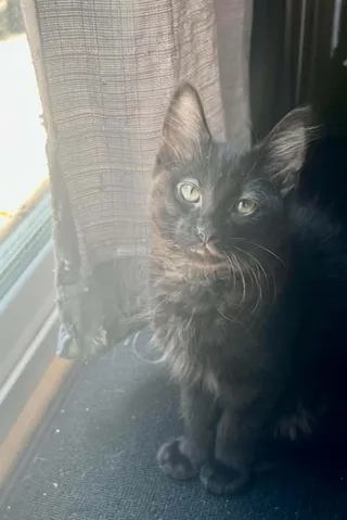 Angel
